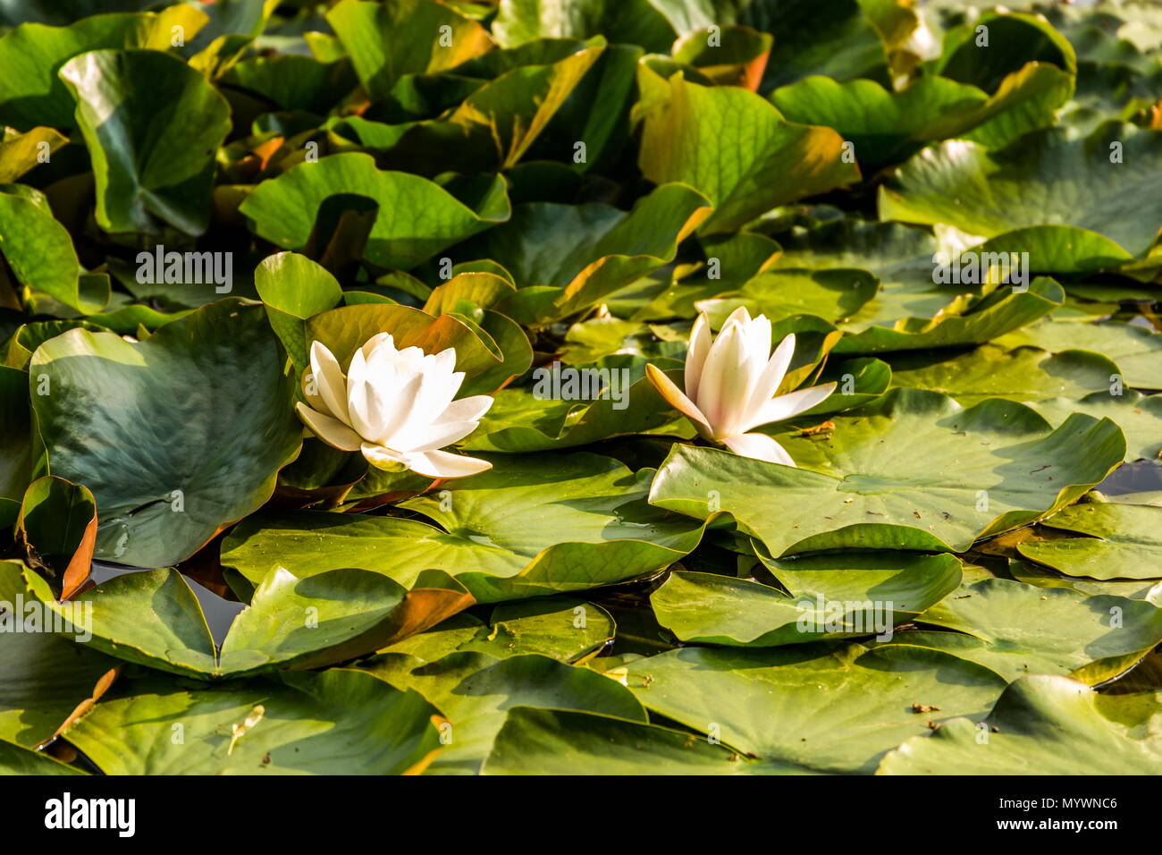 White water lily in summer pond Stock Photo