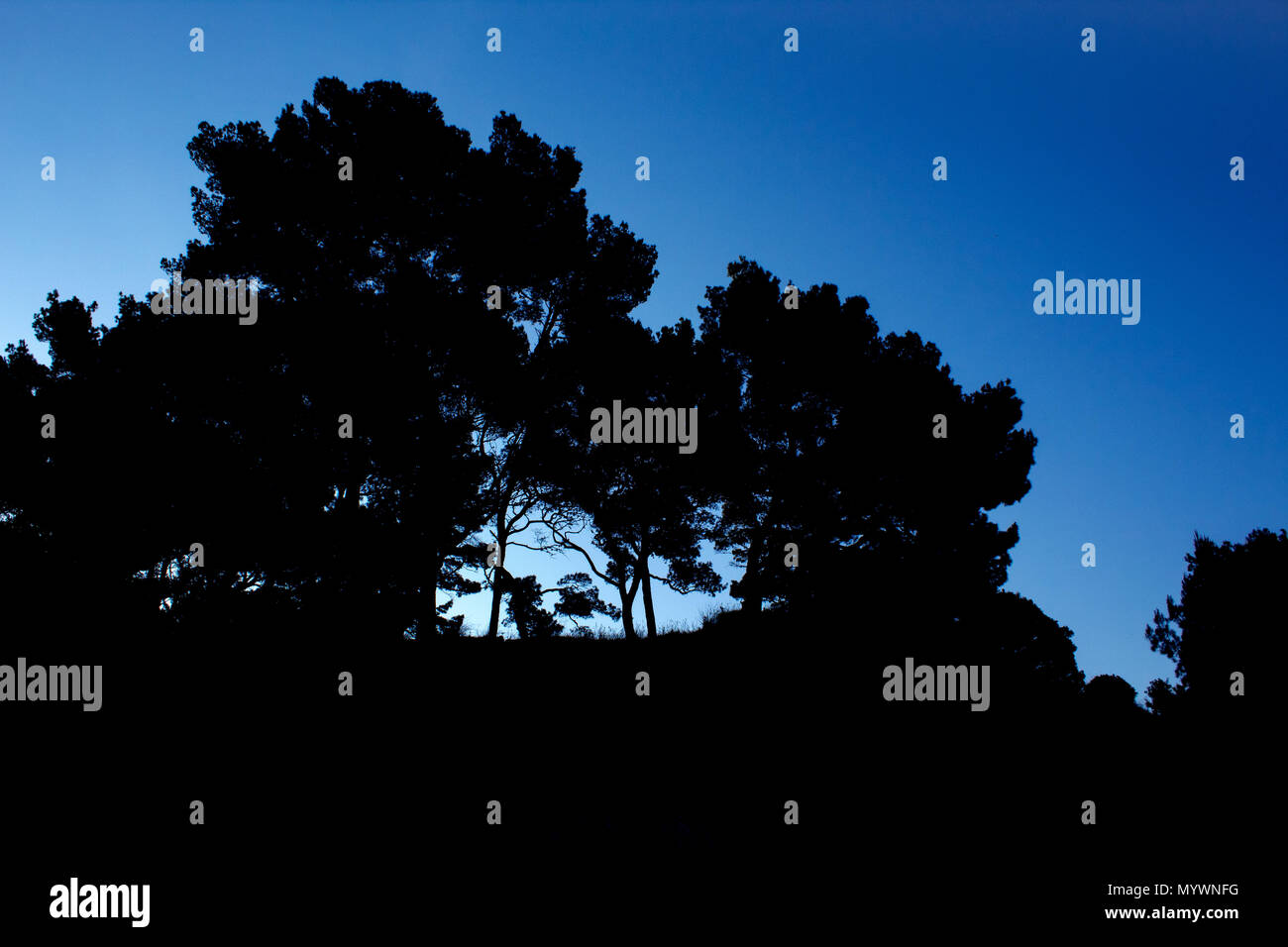 Oak tall tree silhouette hi-res stock photography and images - Alamy