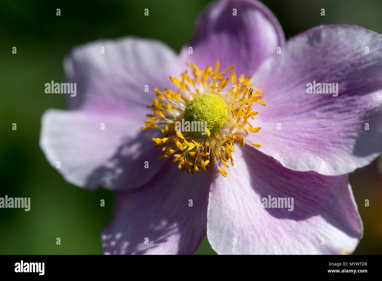 Purple london yellow flower hi-res stock photography and images - Alamy