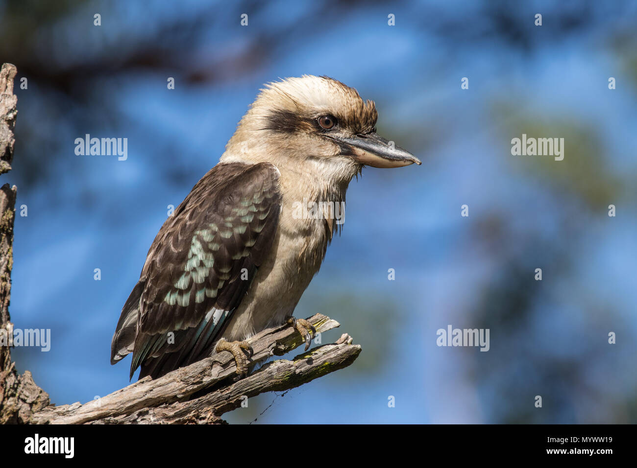 Kookaburra Stock Photo