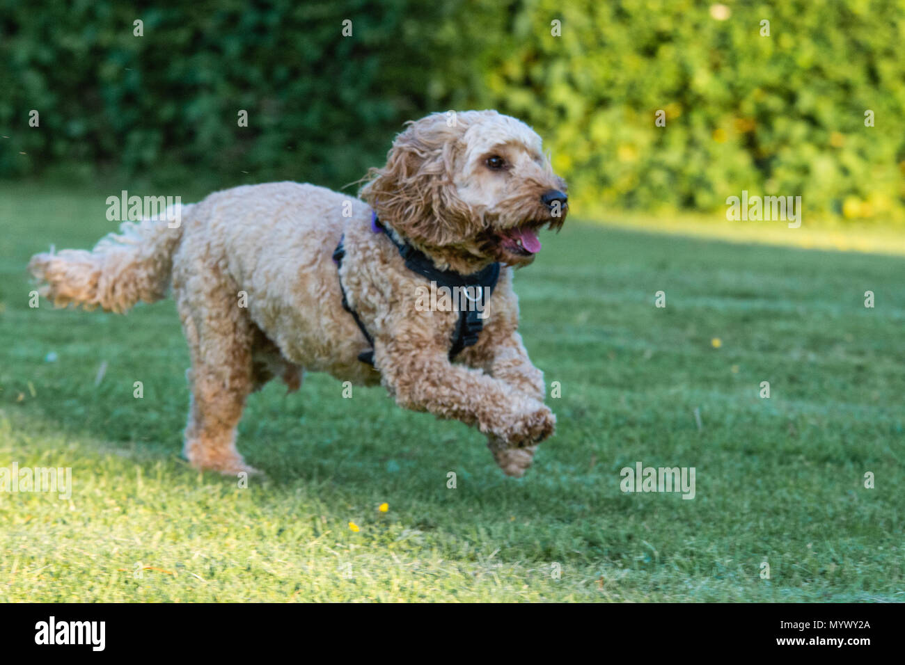 Running cockapoo hi-res stock photography and images - Alamy