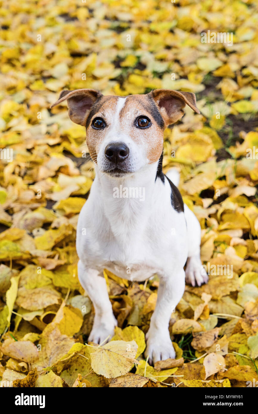 Adorable jack russell terrier dog sitting in yellow autumn linden leaves, selective focus Stock Photo