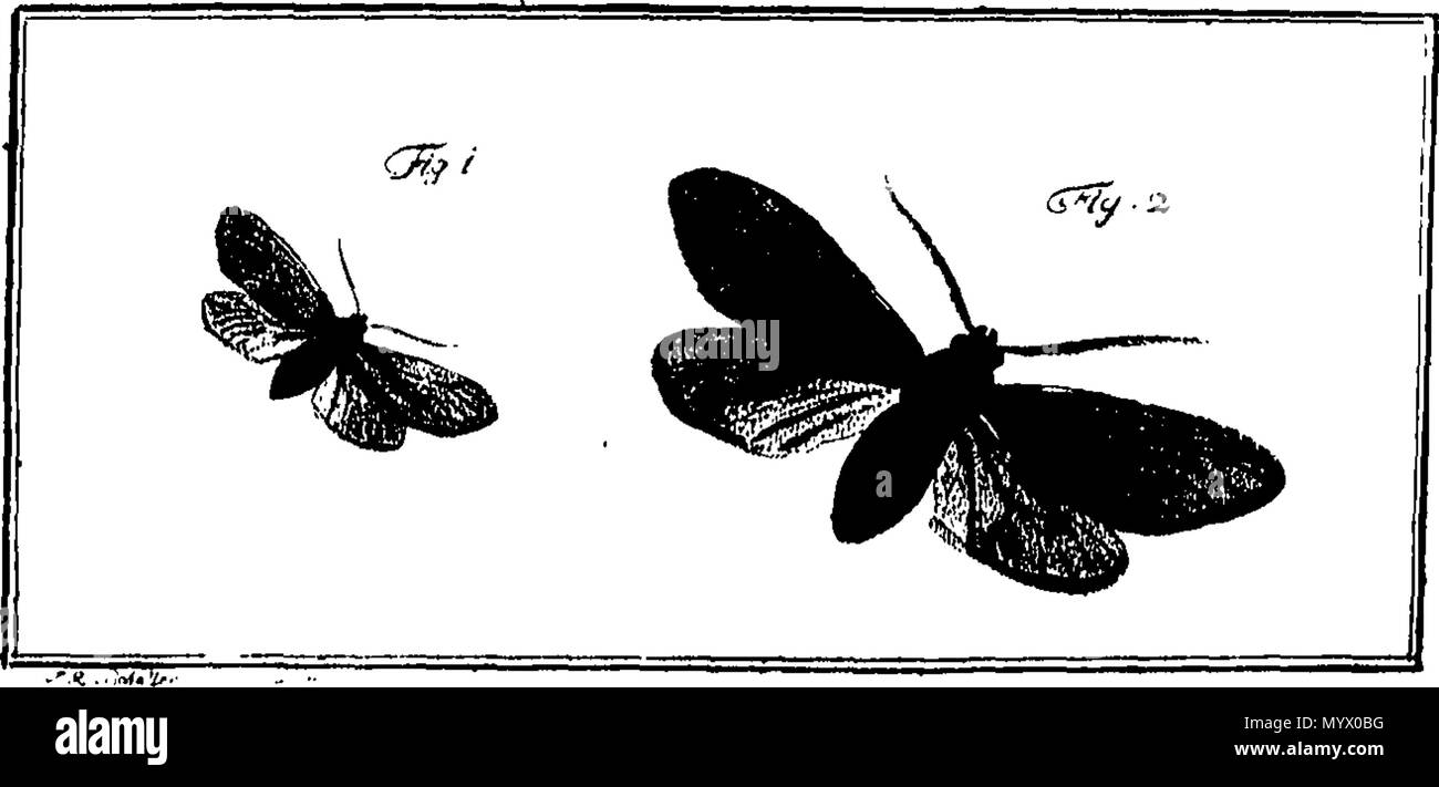 . English: Fleuron from book: Archives of entomology, containing the ...