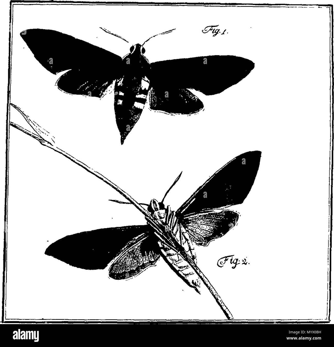 . English: Fleuron from book: Archives of entomology, containing the ...
