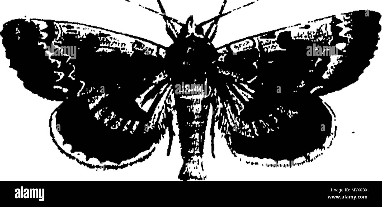 . English: Fleuron from book: Archives of entomology, containing the ...