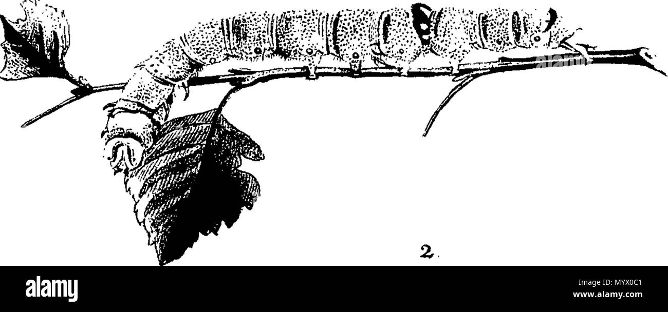 . English: Fleuron from book: Archives of entomology, containing the ...
