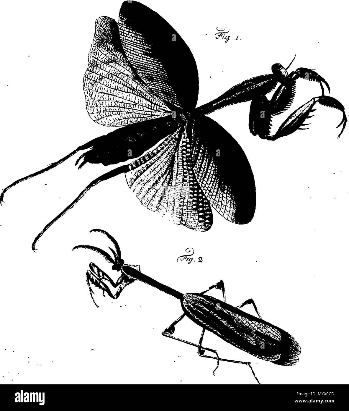 . English: Fleuron from book: Archives of entomology, containing the ...