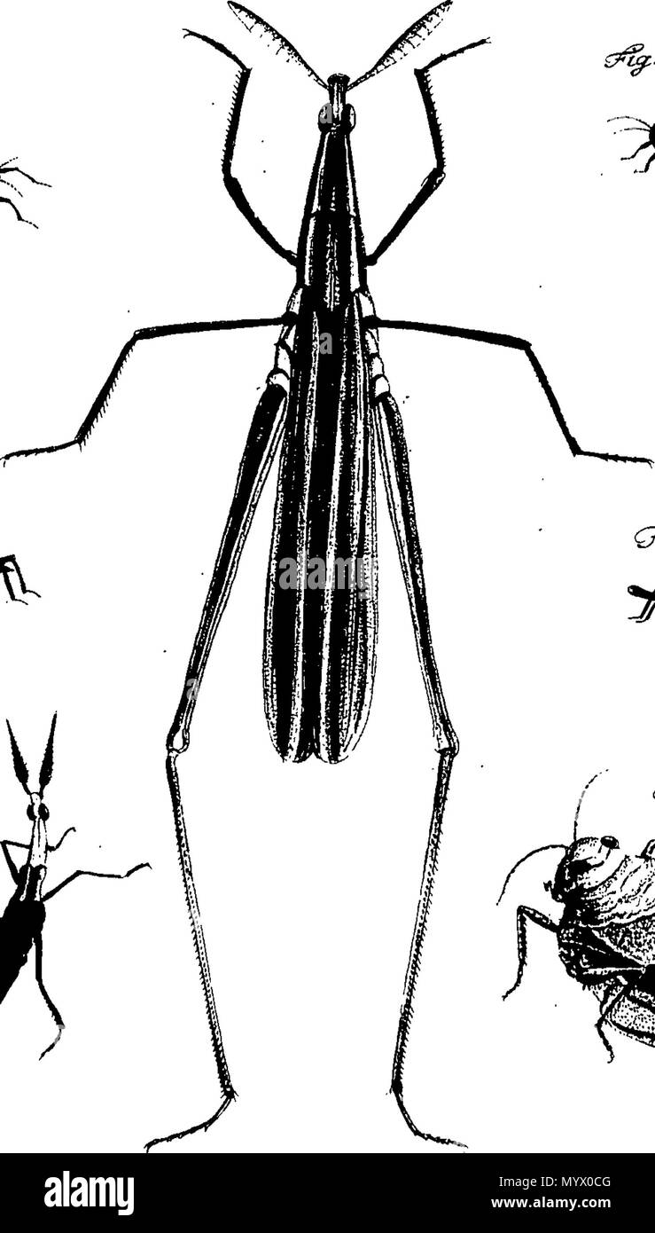. English: Fleuron from book: Archives of entomology, containing the ...