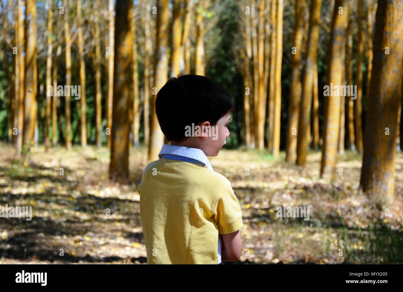 yellow forest with yellow trees, the end of the forest, Stock Photo