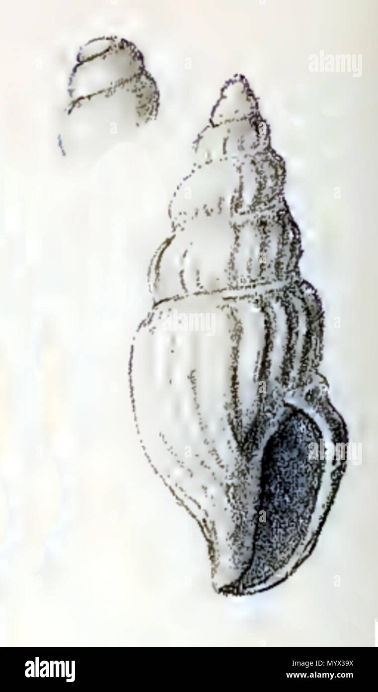 . English: Daphnella intercedens (Melvill, 1923); family Raphitomidae  . 1923. J.C. Melvill (1845-1929) 25 Daphnella intercedens 001 Stock Photo