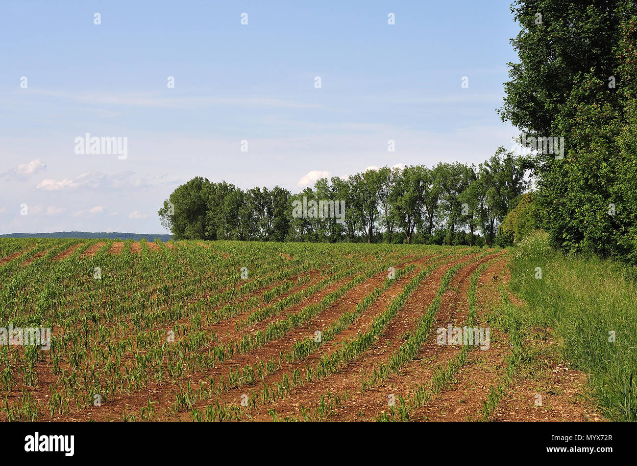 rural landscape in spring with corn field and trees Stock Photo - Alamy