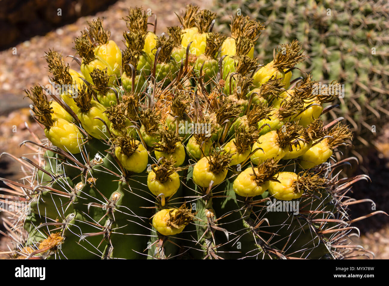 Fishhook barrel cactus hi-res stock photography and images - Alamy