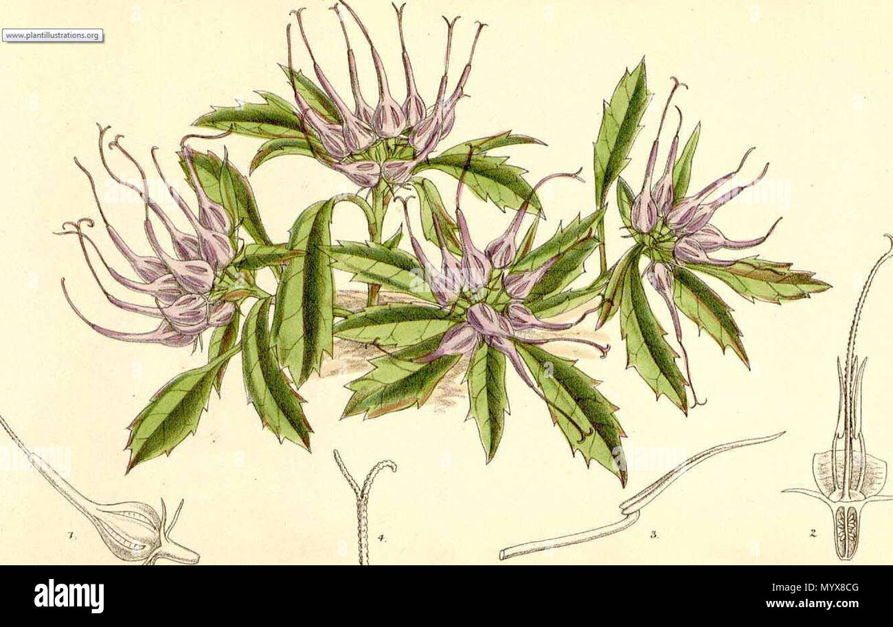 . English: Phyteuma comosum, artist Matilda Smith, from Curtis's Botanical Magazine, 1880  . 27 May 2018, 09:53:54. Matilda Smith 19 CapturePhyteumacomosumL MSmith Stock Photo