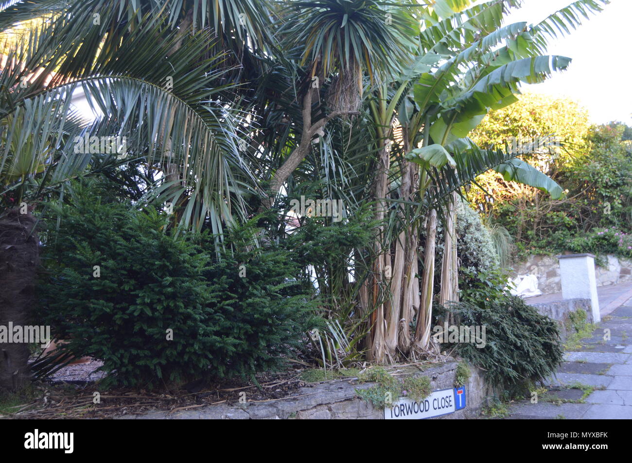Exotic palm trees in garden of property in Torquay, Deven, England