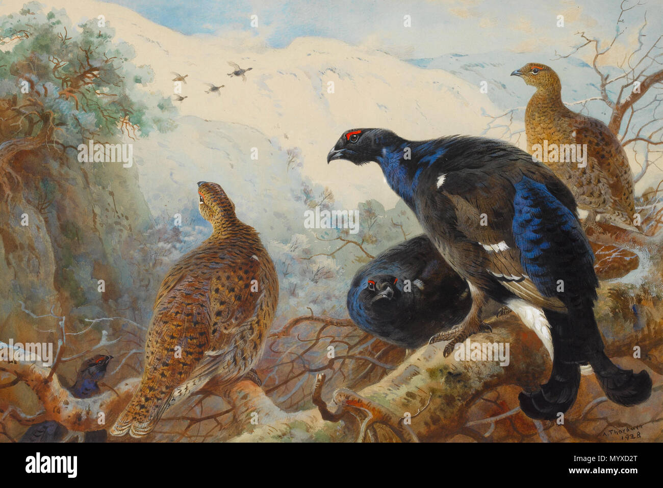. Blackgame. Signed and dated 'A. Thorburn/1928. Watercolour and bodycolour, 37 x 54.5 cm  . 1928 11 Archibald Thorburn Blackgame 1928 Stock Photo