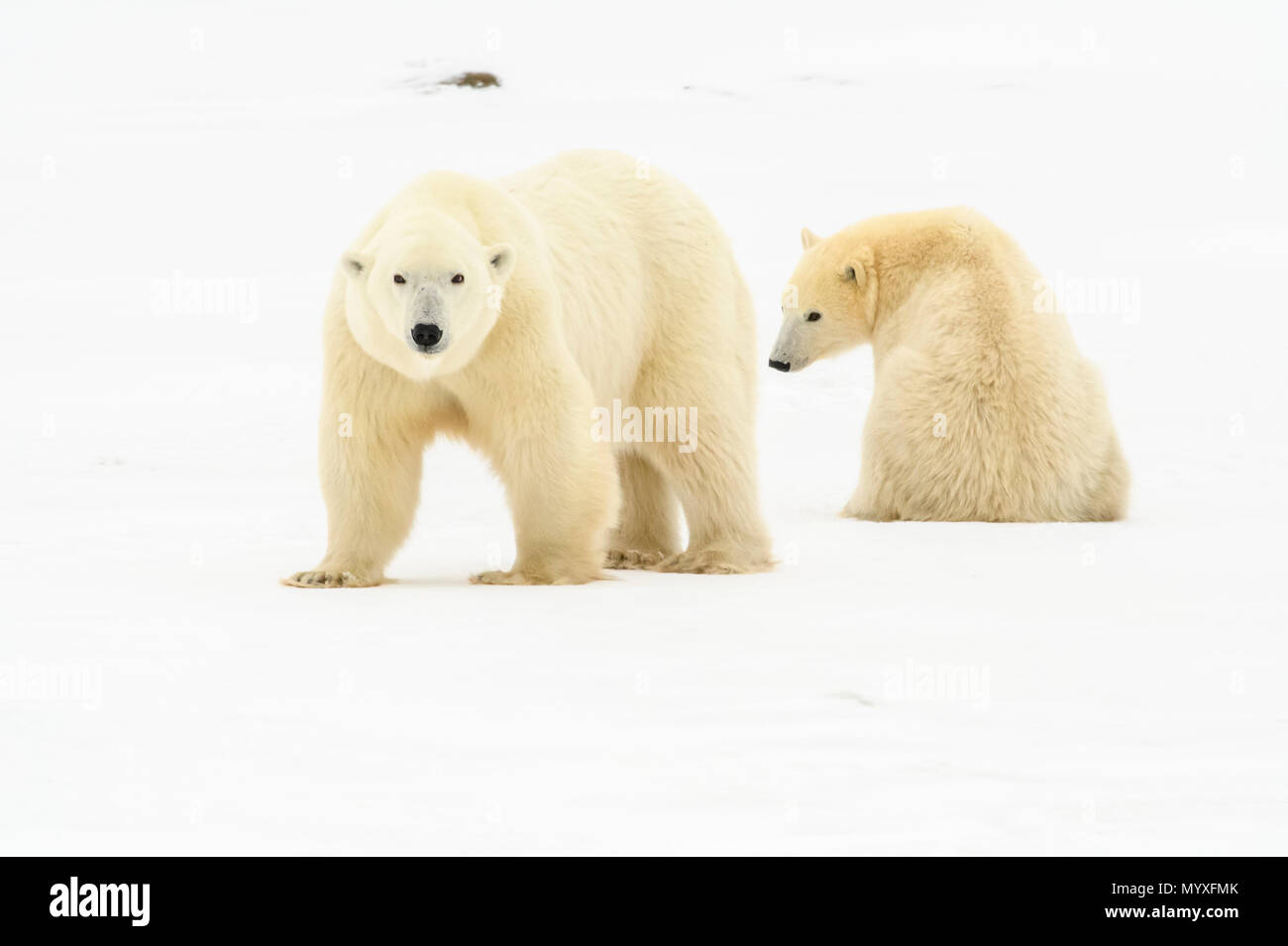 Polar Bear (Ursus maritimus) Mother and yearling cubs resting along the Hudson Bay coast Stock Photo