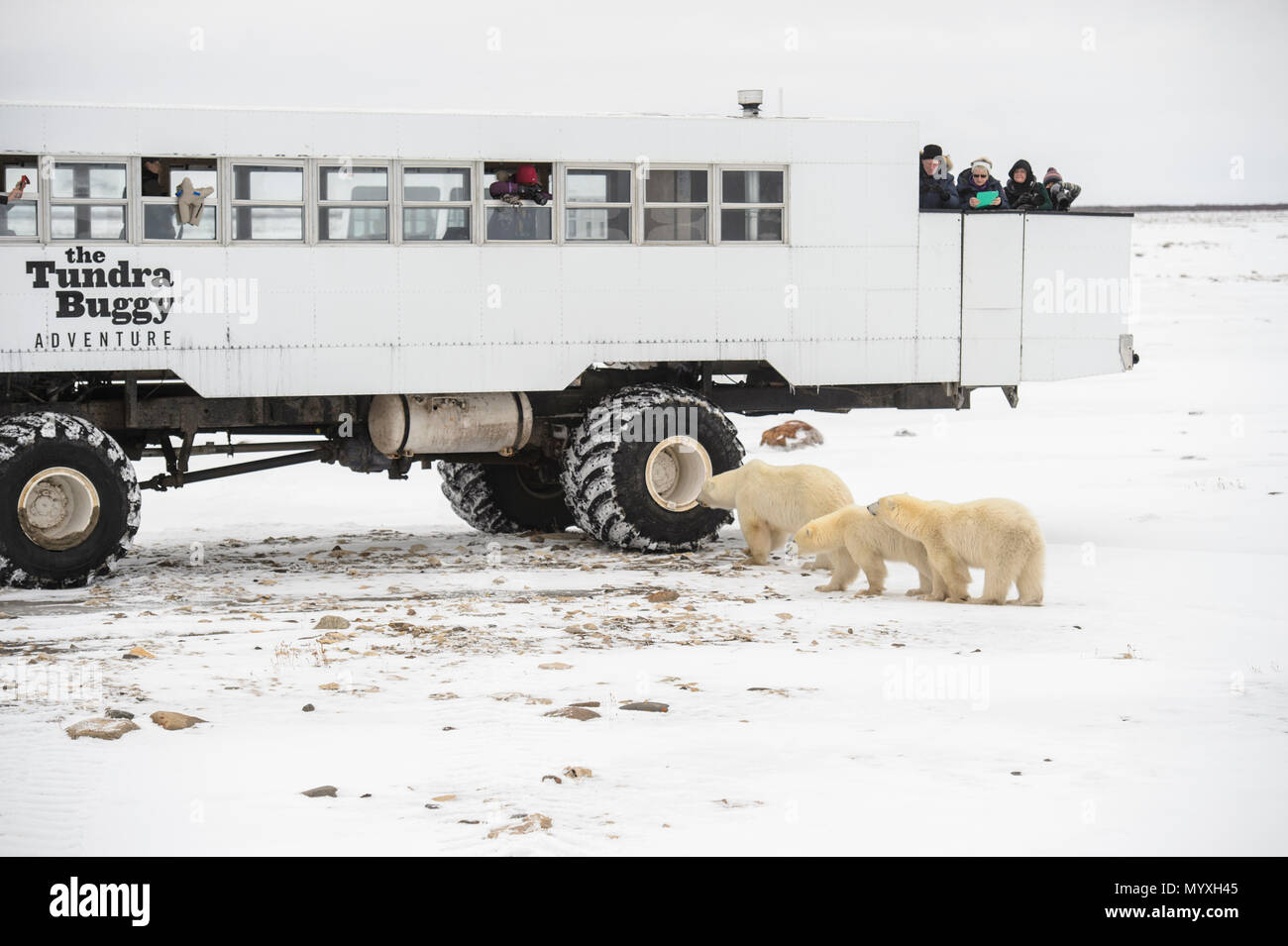 Polar Bear (Ursus maritimus) Individuals attracted to Frontiers North Cape Churchill Tundra Buggy, Wapusk National Park, Manitoba, Canada Stock Photo