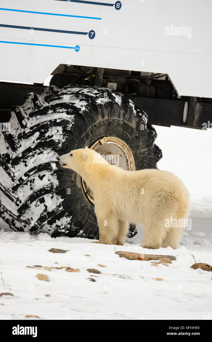 Polar Bear (Ursus maritimus) Individuals attracted to Frontiers North Cape Churchill Tundra Buggy, Wapusk National Park, Manitoba, Canada Stock Photo