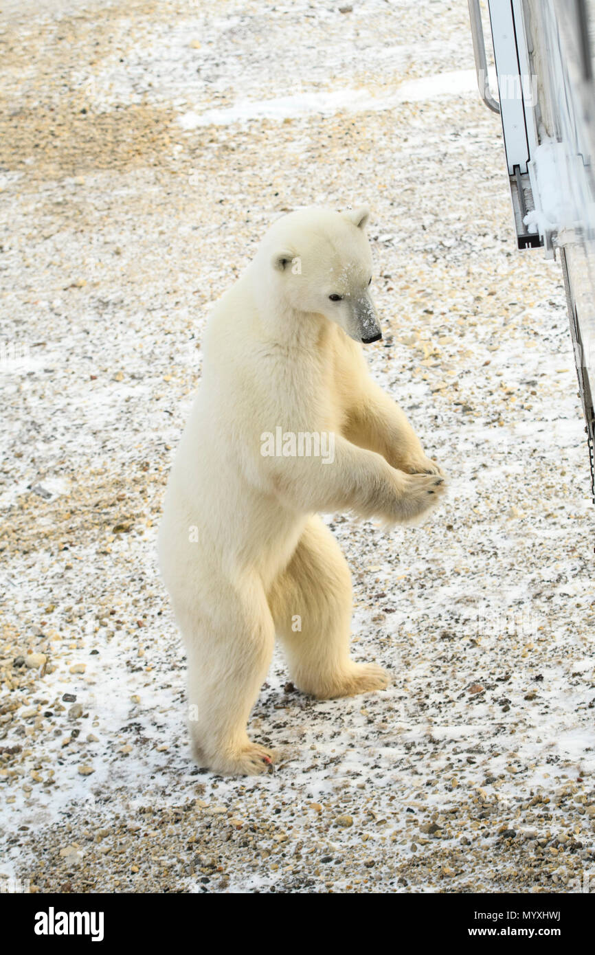 Polar Bear (Ursus maritimus) Individuals attracted to Frontiers North Cape Churchill Tundra Buggy, Wapusk National Park, Manitoba, Canada Stock Photo