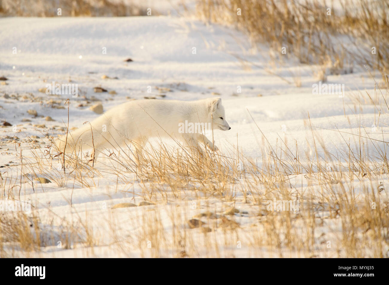 Arctic fox (Vulpes lagopus) Hunting in shoreline grasses, Churchill Wildlife Management area, Churchill, Manitoba, Canada Stock Photo