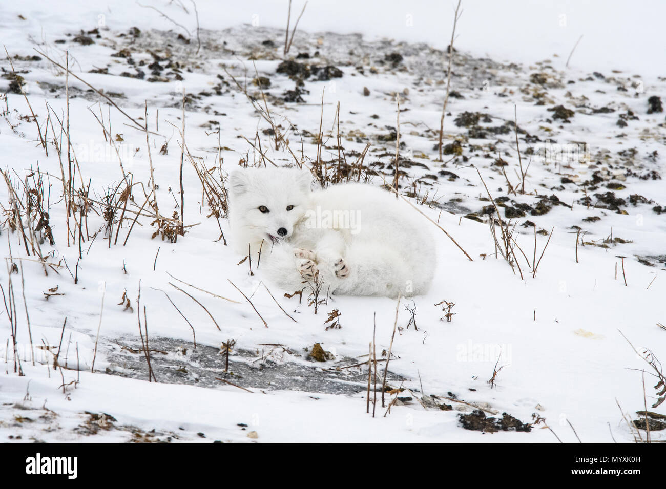 Arctic fox (Vulpes lagopus) Resting on Hudson Bay coastal beach, Wapusk National Park, Cape Churchill, Manitoba, Canada Stock Photo