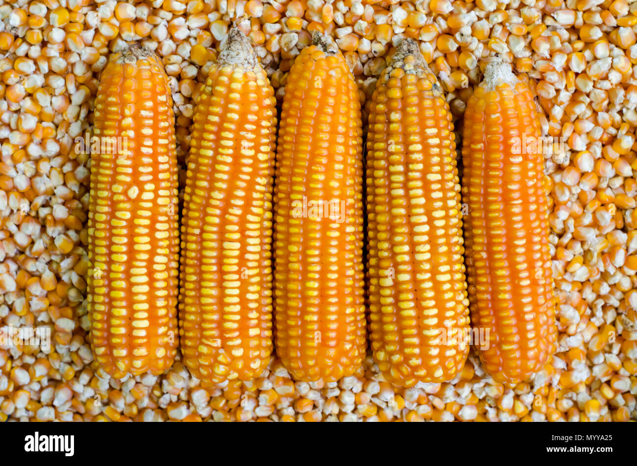 Raw corn cobs Stock Photo
