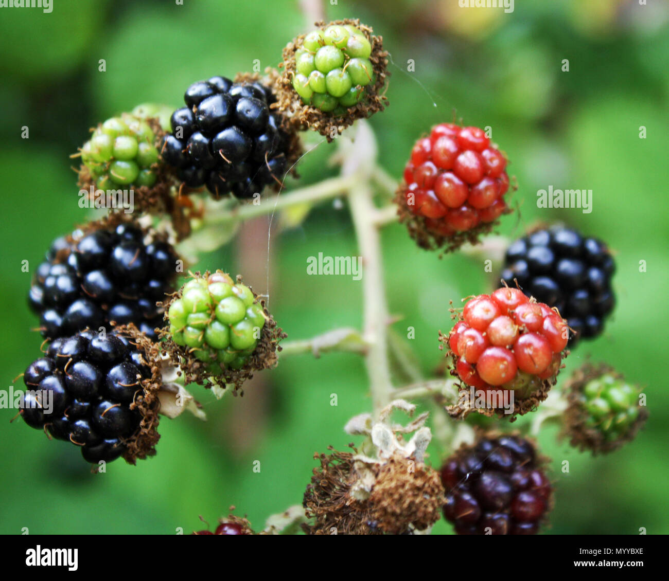 Blackberries at different stages of ripening. It has them starting off as  green and going through the ray of colors red, purple and black Stock Photo  - Alamy