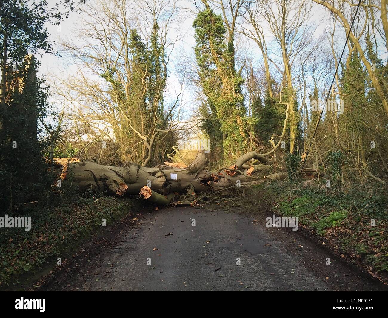 Fallen tree, blocking road after Storm Rachel during the previous night, Kemsing, Kent, UK, 15 January 2015 Stock Photo
