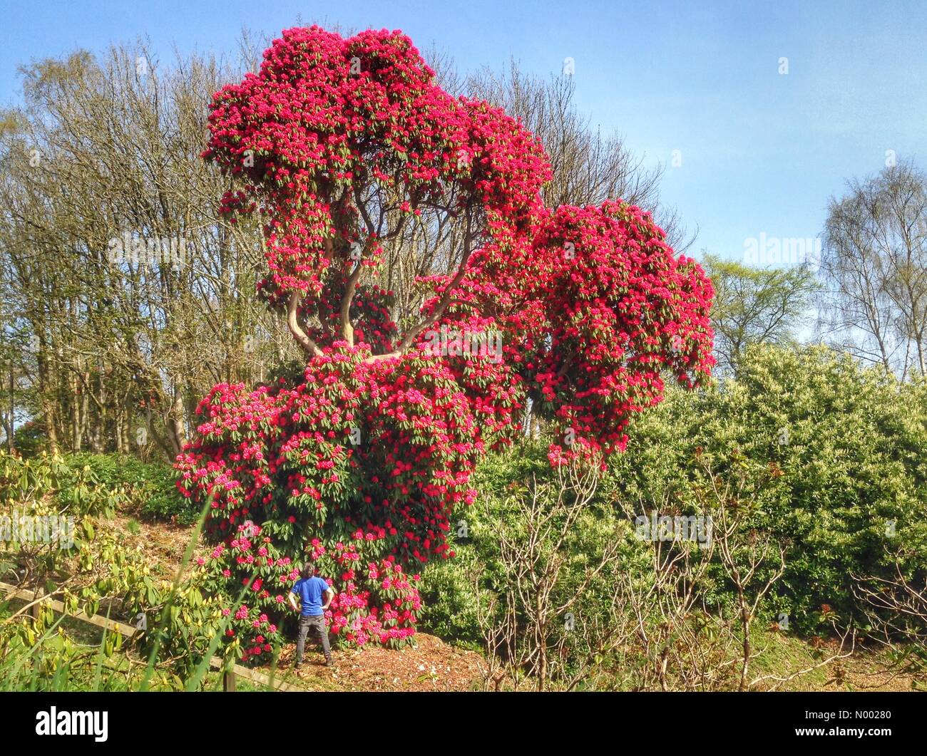 UK Weather: Huge Rhododendron in full bloom, Haldon forest, Devon Stock Photo