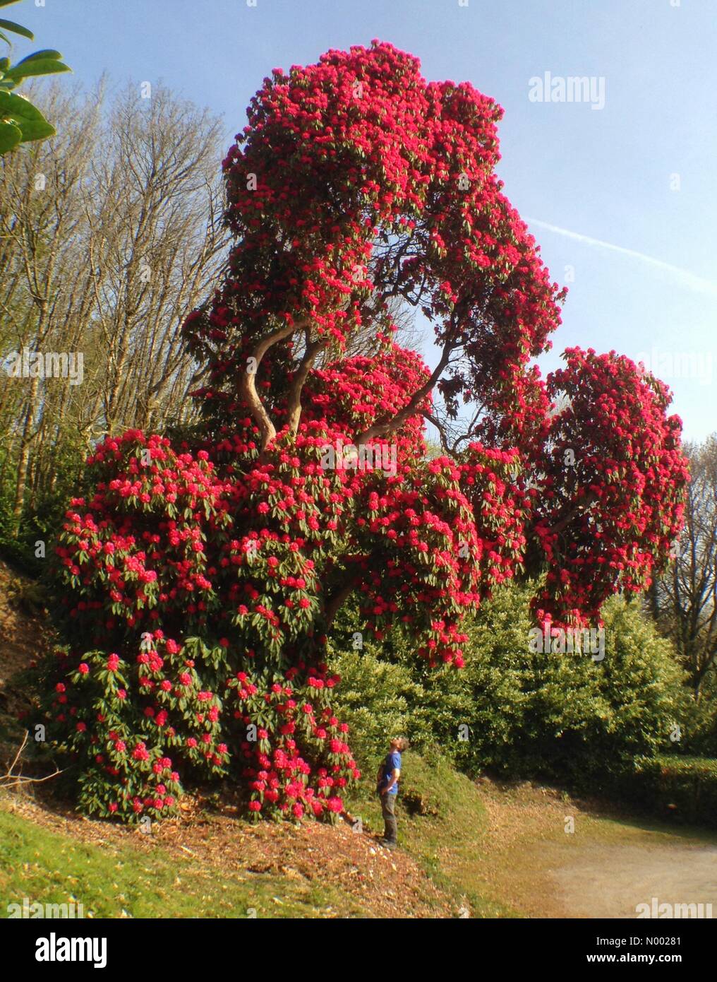 Hughe Rhododendron UK Weather: Huge Rhododendron in full bloom, Haldon forest, Devon Stock ...