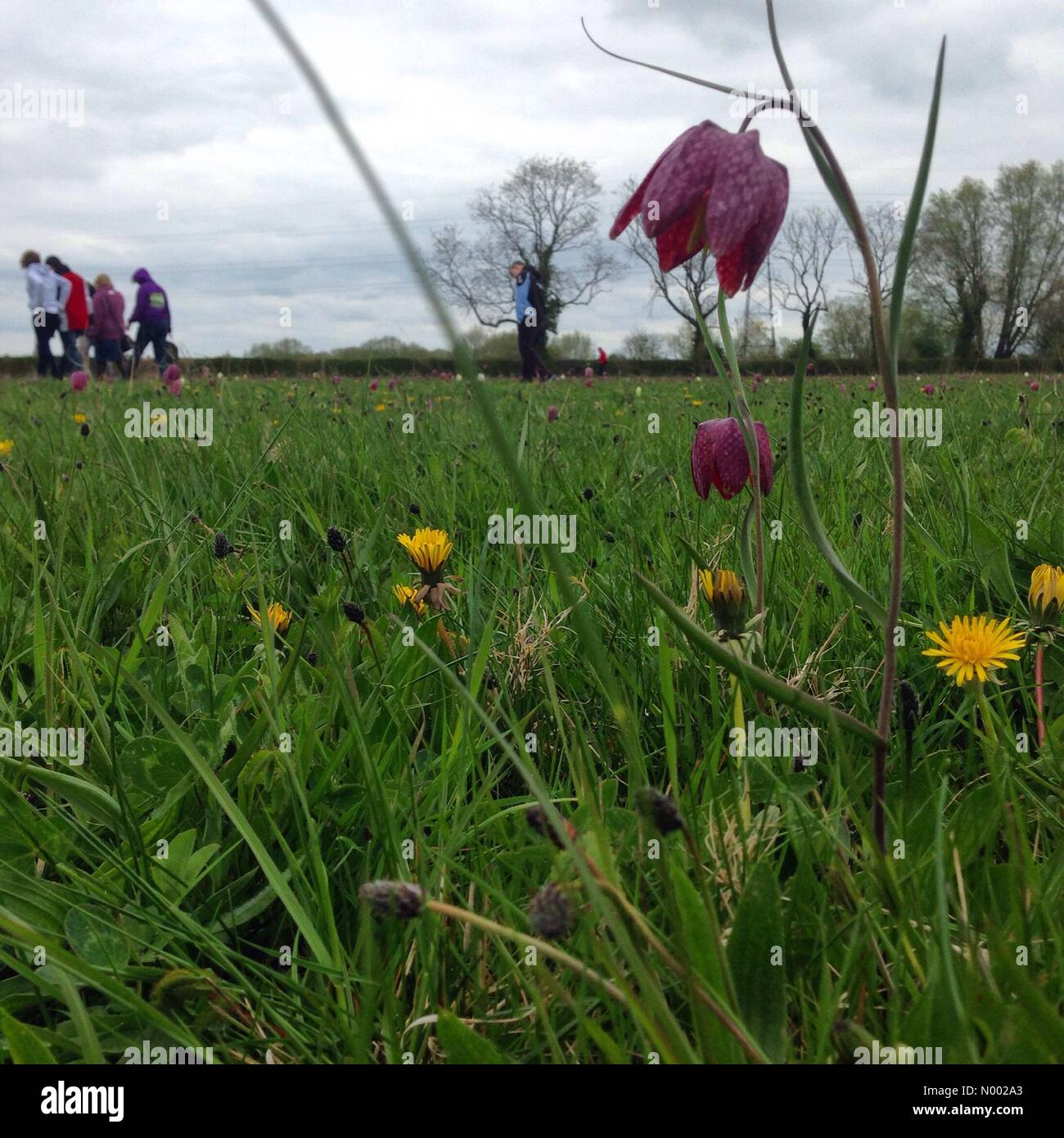 Ducklington, Witney, Oxfordshire, UK. 19th Apr, 2015. Hundred of people come to see the snake head fritillaries on fritillary sunday Credit:  Doodle/StockimoNews/Alamy Live News Stock Photo