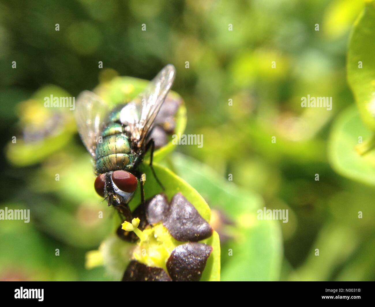 With the sun shining this fly was pollinating a plant at Golden Acre park near Leeds, Yorkshire. Taken on the 26th May 2015. Stock Photo