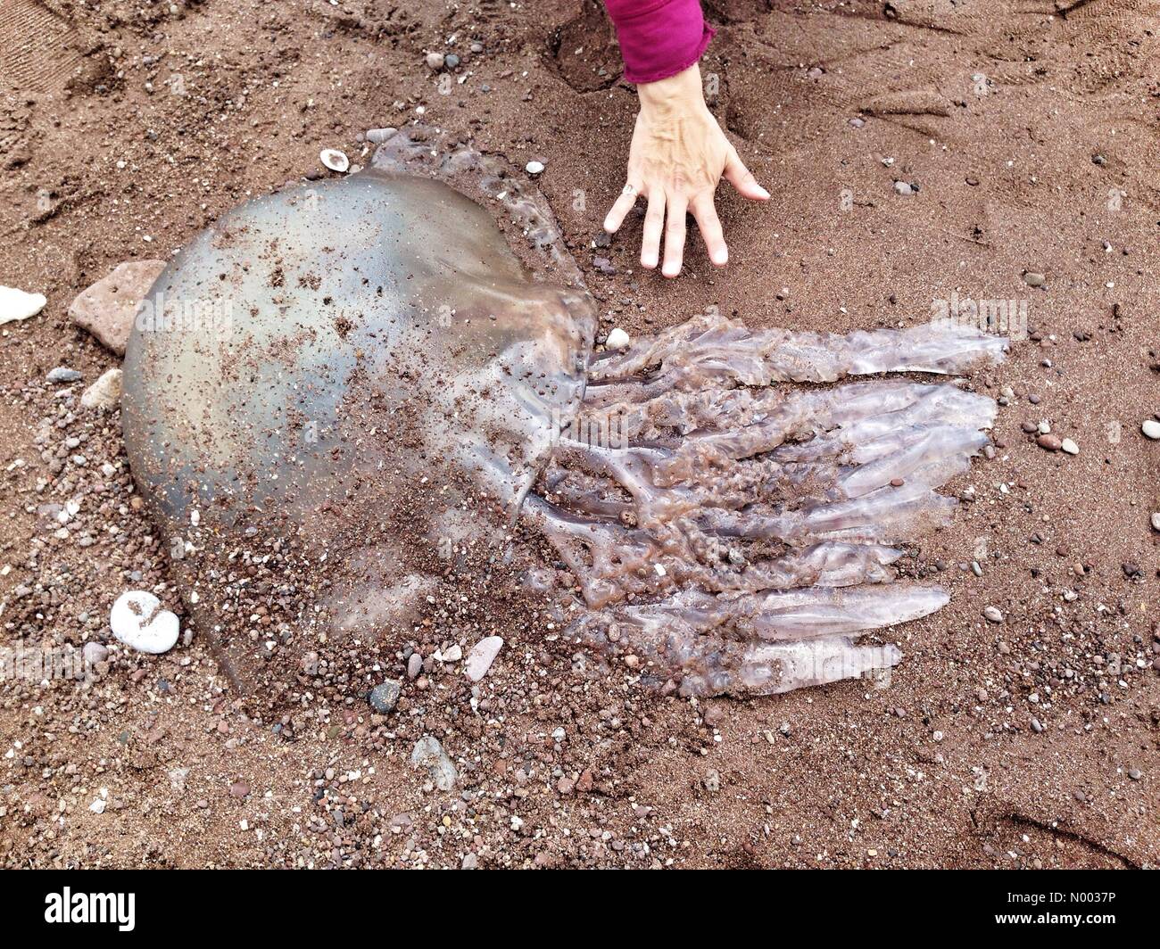 Dozens of giant barrel jellyfish washed up on Teignmouth beach, Devon Stock Photo