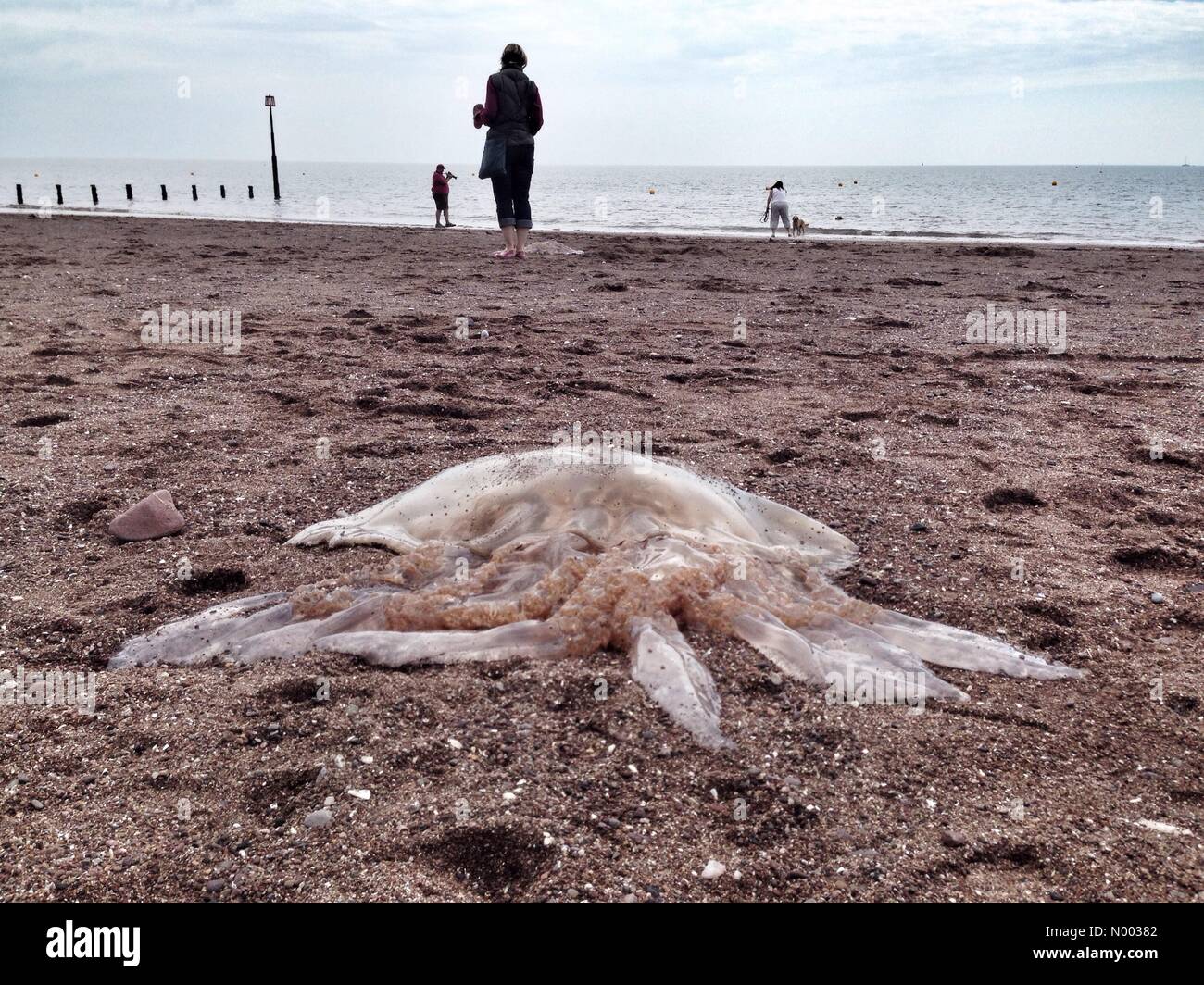 Dozens of giant barrel jellyfish washed up on Teignmouth beach Stock Photo