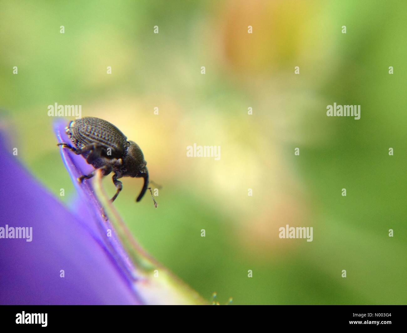 UK weather insects in West Yorkshire - as the warm weather continues the insects continue to enjoy the sun. This beetle was pollinating a hardy geranium. Taken on the 2nd July 2015 in West Yorkshire. Stock Photo