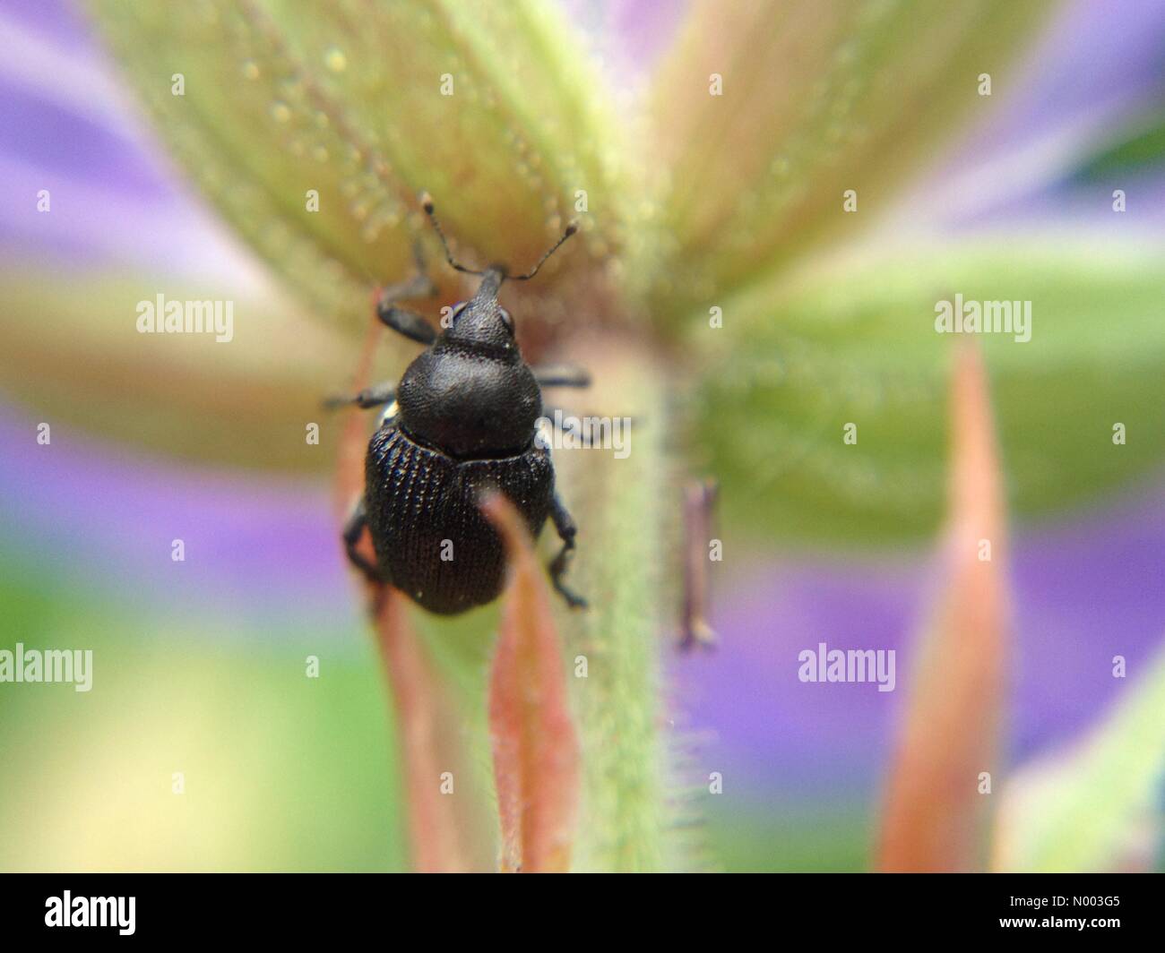 UK weather insects in West Yorkshire - as the warm weather continues the insects continue to enjoy the sun. This beetle was pollinating a hardy geranium. Taken on the 2nd July 2015 in West Yorkshire. Stock Photo