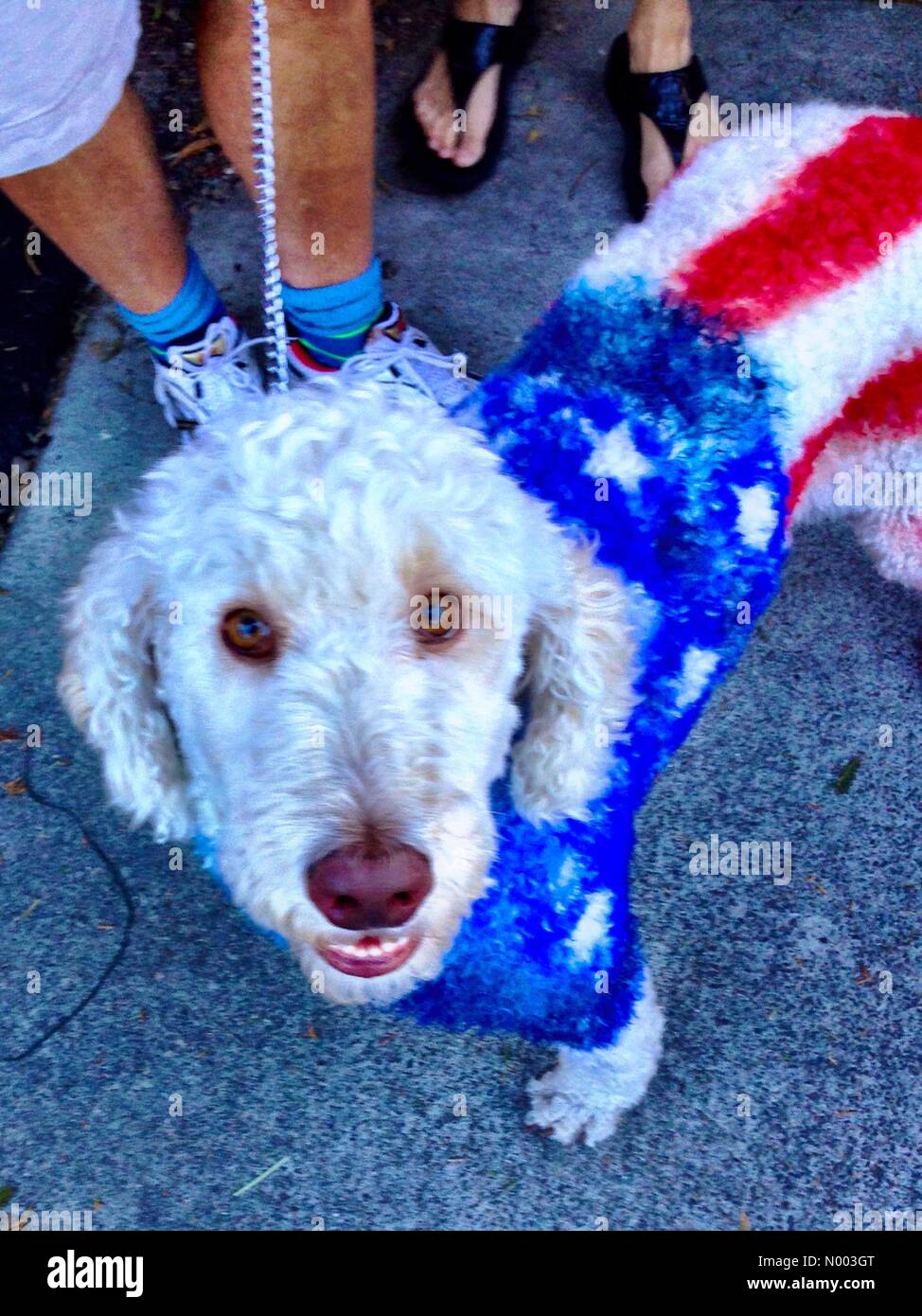 4th of July dog Stock Photo Alamy