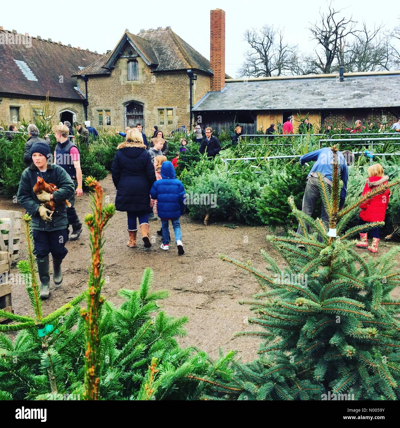 Elstead Rd Godalming Surrey Uk 12th Dec 2015 A Christmas Tree Market In Elstead Near Godalming In Surrey Attracting High Volumes Of Sales Credit Jamesjagger Stockimonews Alamy Live News Stock Photo Alamy