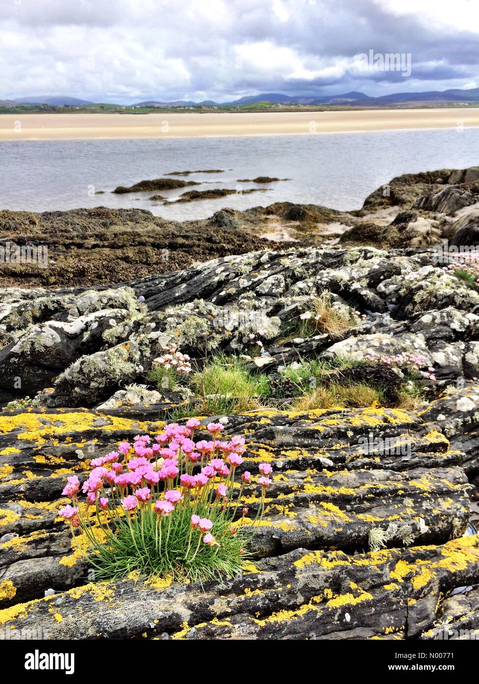 Co. Donegal, Ireland. 22nd May, 2016. Ireland weather Seashore life in