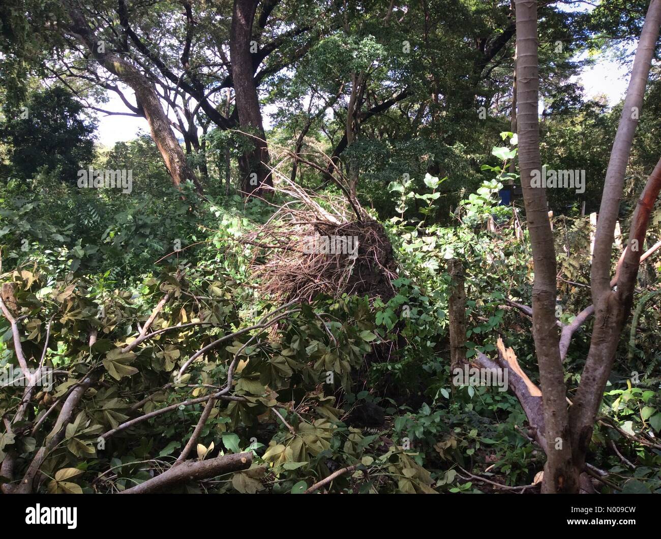 Trees uprooted and coastal damage in Guanacaste Costa Rica following hurricane Otto that hit land as category 2 hurricane 24th November 2016 Stock Photo