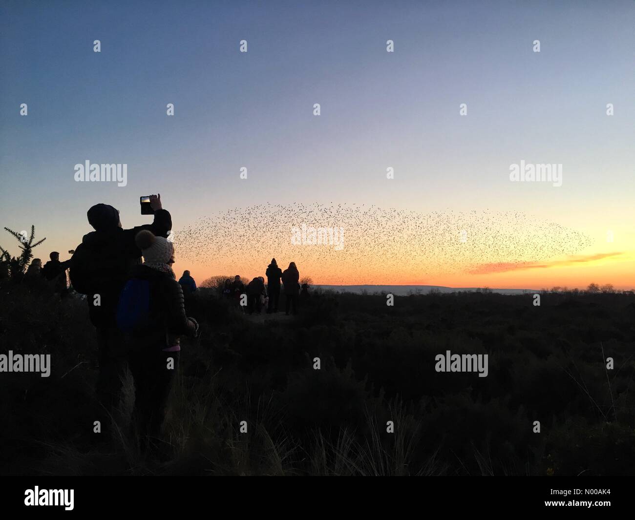 Studland, Dorset, UK. 22nd January, 2017. People watching starling murmuration at Studland, Dorset, January 2017. This year has brought one of the largest starling flocks, creating an amazing display each evening at dusk. Credit: Szekely Images / StockimoNews/Alamy Live News Stock Photo