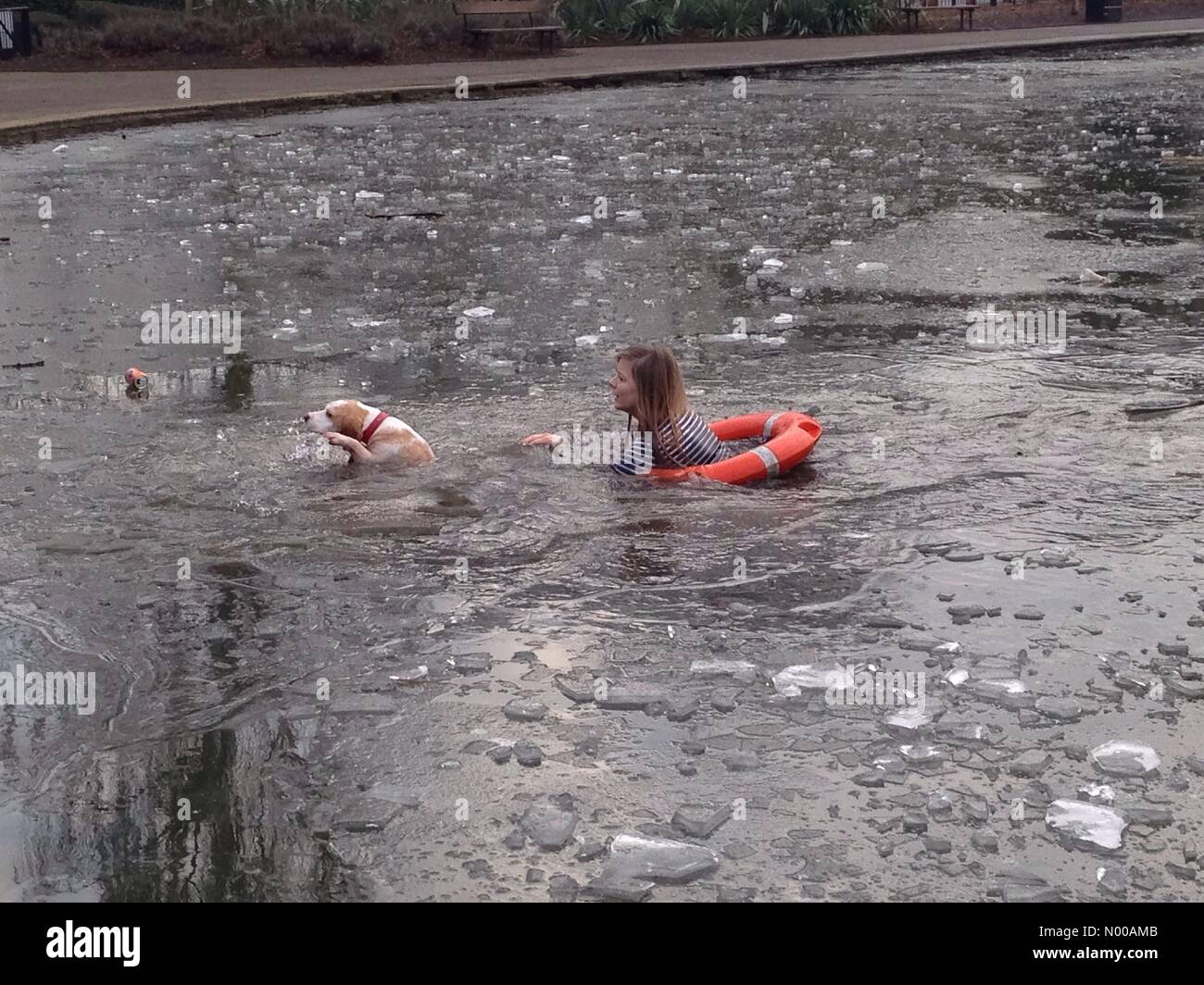 Alexandra Palace, North London, UK. 23rd January 2017. Woman save dog from frozen boating lake at Alexandra Palace, North London. Credit: Robert Christopher / StockimoNews/Alamy Live News Stock Photo