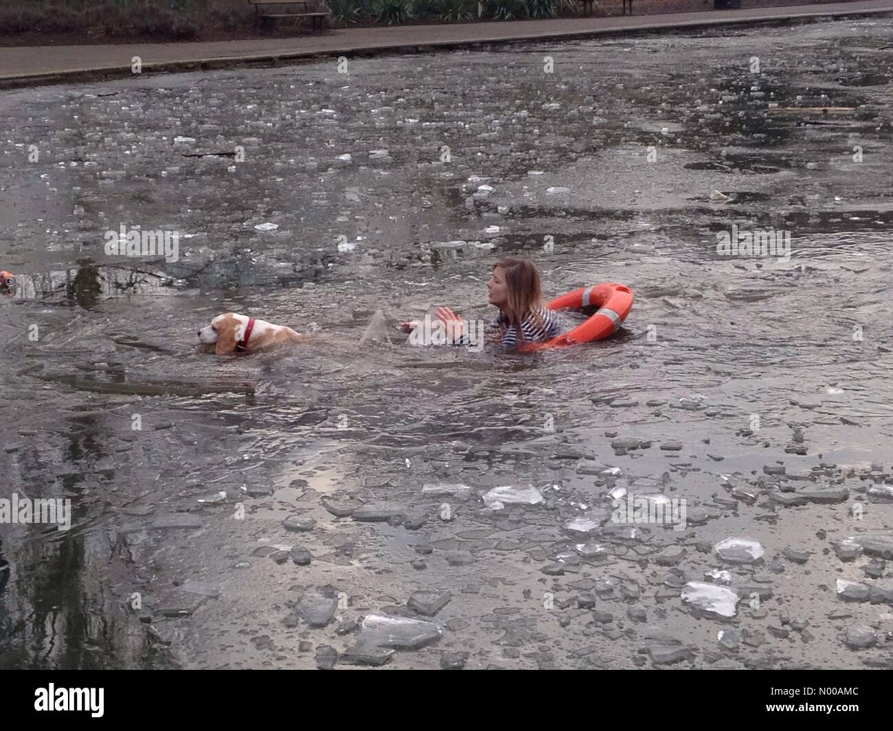 Alexandra Palace, North London, UK. 23rd January 2017. Woman saves dog from frozen boating lake at Alexandra Palace, North London. Credit: Robert Christopher / StockimoNews/Alamy Live News Stock Photo