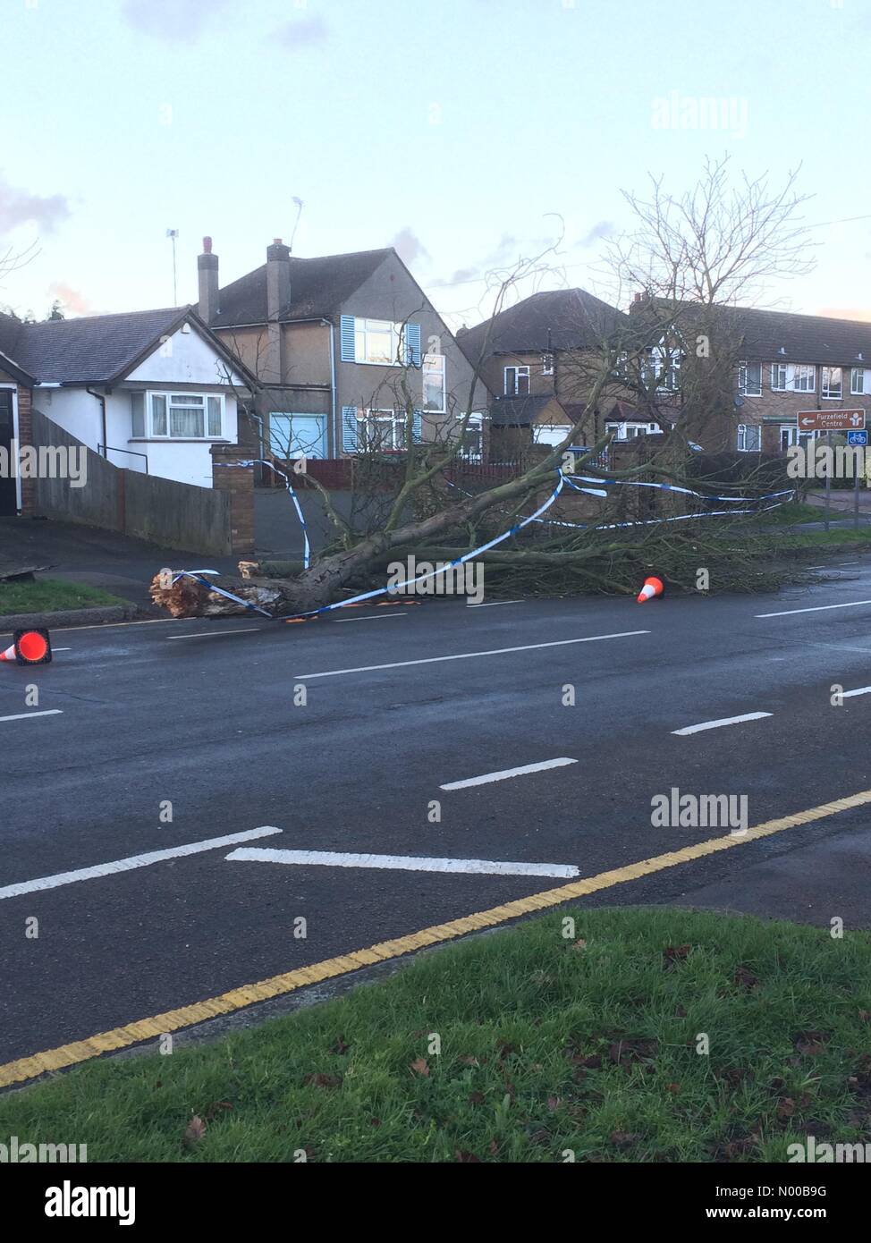 Baker St, Potters Bar, UK. 23rd Feb, 2017. Fallen tree from storm Doris winds obstructing traffic in the road and someone's front drive. Credit: Typsee/StockimoNews/Alamy Live News Stock Photo