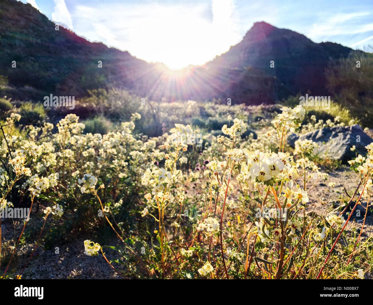 March 18, 2017 A super bloom of wildflowers at sunrise after winter rains at Joshua Tree National Park in Southern California, USA Credit: Lisa Werner/Stockimo/Alamy Live News Stock Photo