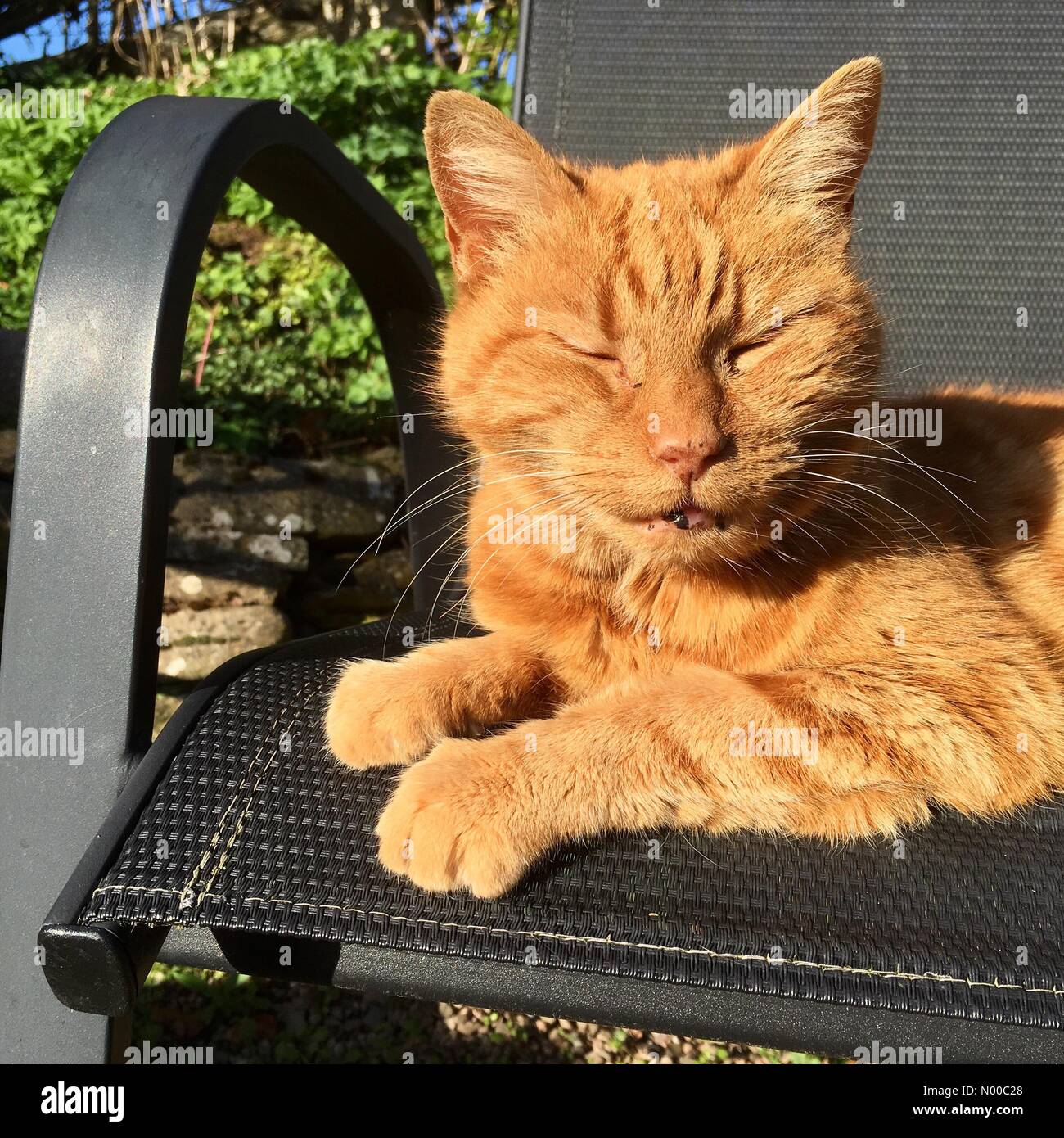 Ginger cat sleeping in the sun hires stock photography and images Alamy