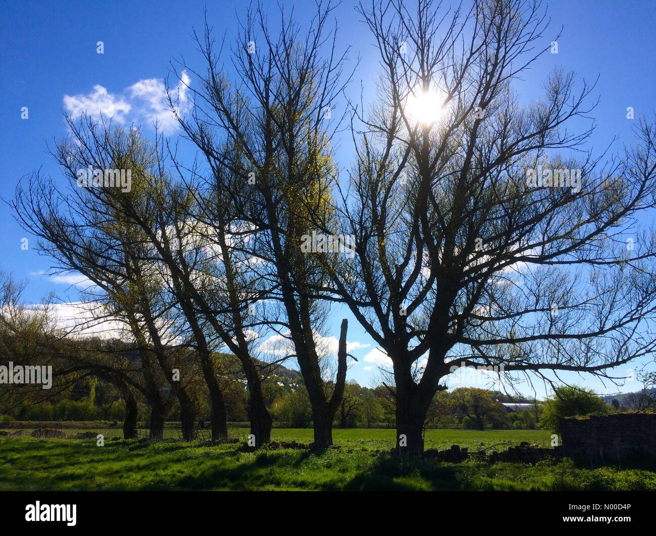 Bakewell Rd, Matlock, UK. 25th Apr, 2017. Sunlit trees at Darley Dale