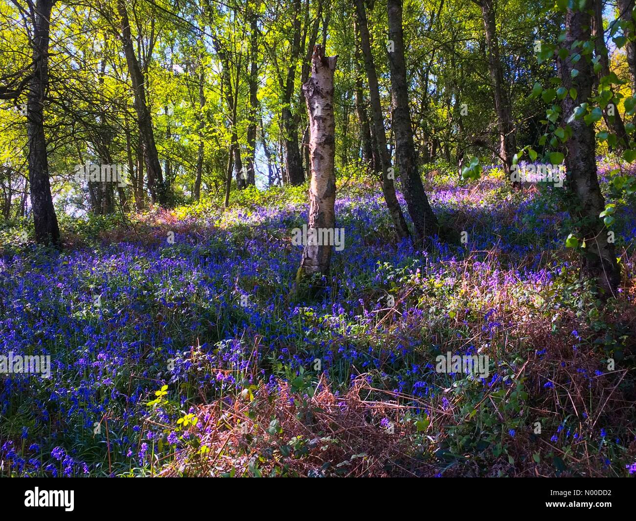 Lea Rd, Matlock, UK. 04th May, 2017. UK weather 4 May 2017 - Bluebells in woodland at Lea Bridge in the Derbyshire Peak District. Forecast is for dry and bright weather. Credit: Robert Morris/StockimoNews/Alamy Live News Stock Photo