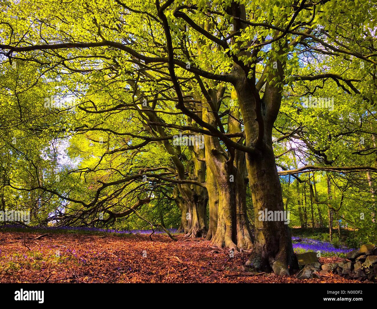 Lea Rd, Matlock, UK. 07th May, 2017. UK weather. Bluebells below beech trees in woodland at Lea Bridge in Derbyshire. Forecast is for dry and bright weather. Credit: Robert Morris/StockimoNews/Alamy Live News Stock Photo