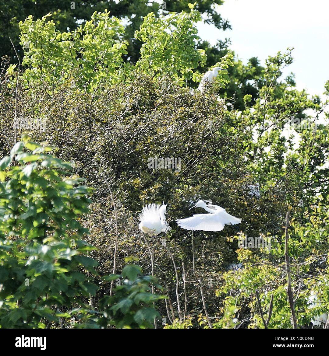 Havant, UK. 12th May, 2017. UK Weather: Sunny in Havant. Langstone Rd, Havant. 12th May 2017. Sunny intervals over the south coast today. A little egret feeding her chick at a nature reserve in Havant. Credit: jamesjagger/StockimoNews/Alamy Live News Stock Photo